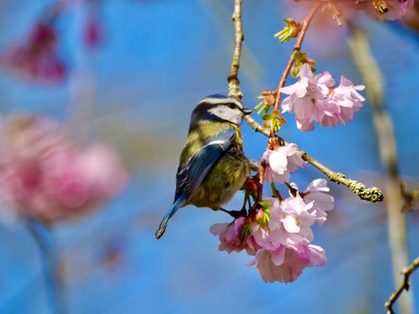 istock Eurasian blue tit on the cherry blossom tree 1213023629