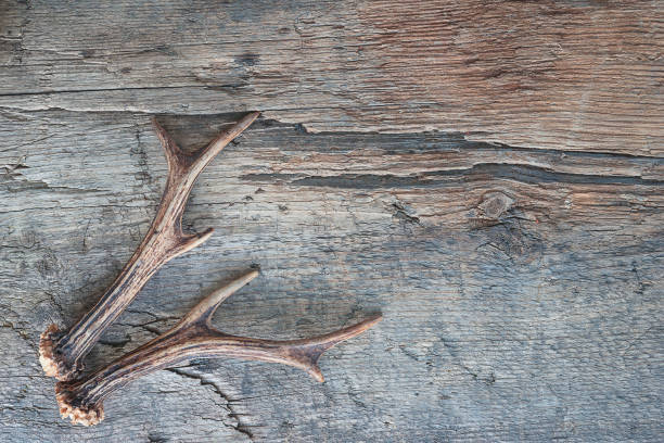 istock Beautiful old wooden background with deer antlers 1213025205