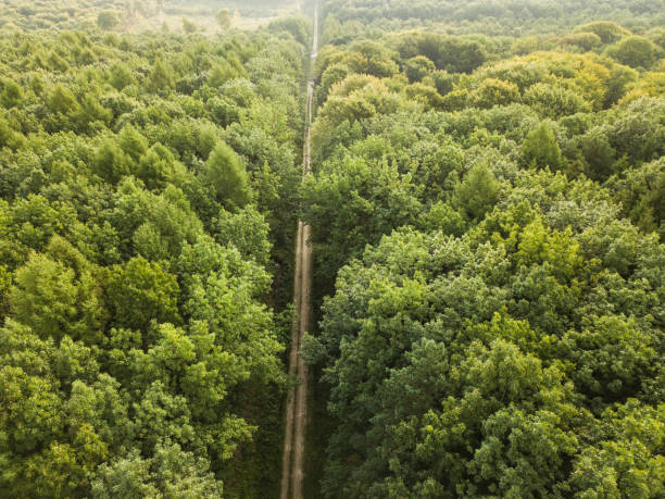 istock Aerial view of a provincial road passing through a forest 1213025395