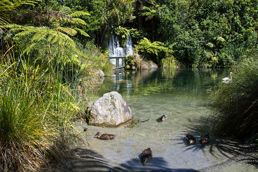 A beautiful waterfall and pond at Rainbow Springs in Rotorua. The name is derived from the wealth of rainbow trout in the waterways there.
