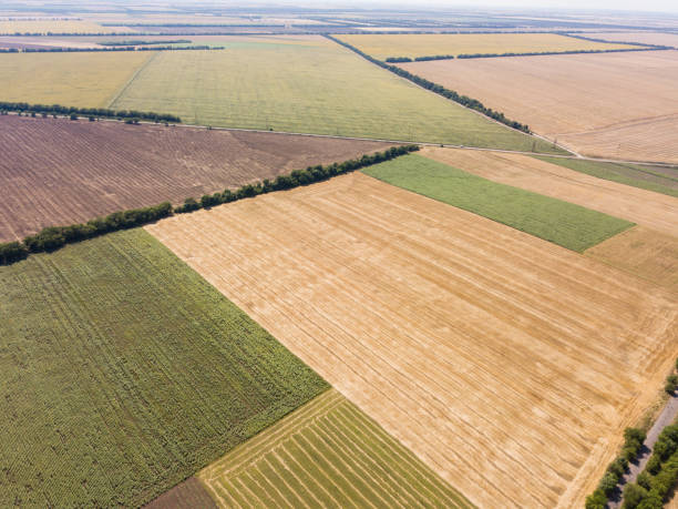 istock Aerial top view from drone to sunflower and wheat fields 1213027097