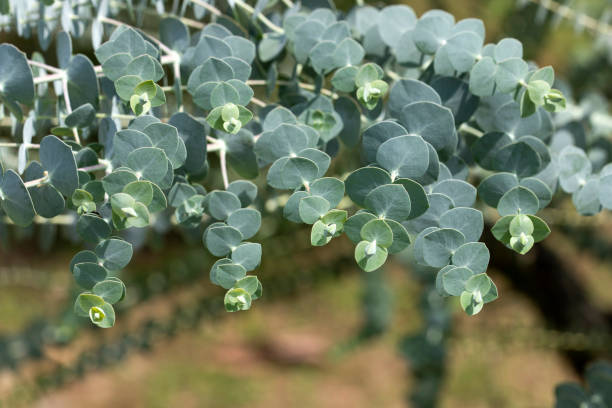 istock Medicinal leaves of eucalyptus - Eucalyptus little boy blue 1213027834