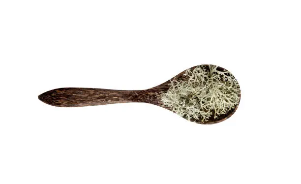 Photo of Grey reindeer lichen ( Cladonia rangiferina ) used to make herbal medicine tea drink. Dried plant on wood spoon isolated on white background.