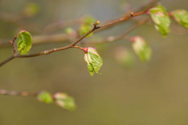 istock Young tree leaf and bud. New spring foliage appearing on branches. Tree or bush releasing buds. Seasonal forest background. 1213029098