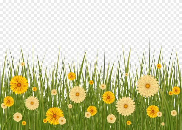 web Green Grass Border And White Background. Big Green Grass And Flowers Set With Gradient Mesh ladybug frame border clip art stock illustrations