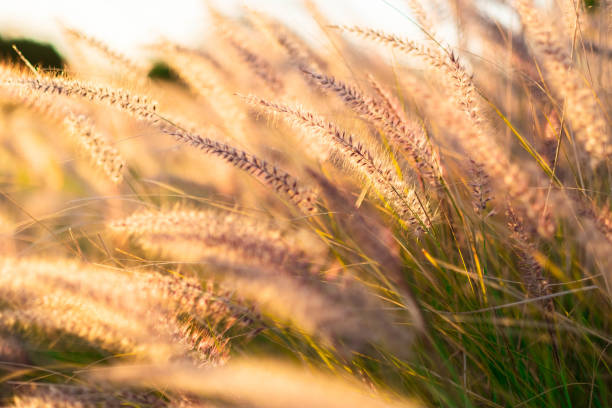 istock Golden grass at the sunset. 1213030704