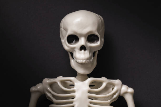 istock Human anatomical skeleton on a black background, close-up 1213031511