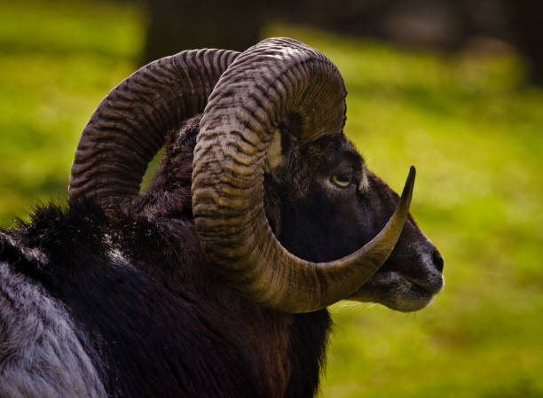 a georgous mouflon, a ram as a portrait in a meadow