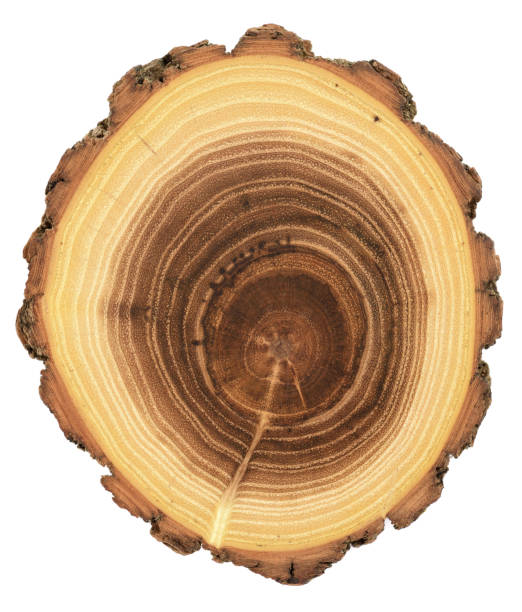 istock Acacia wood slab with year rings texture isolated on white background 1213032821