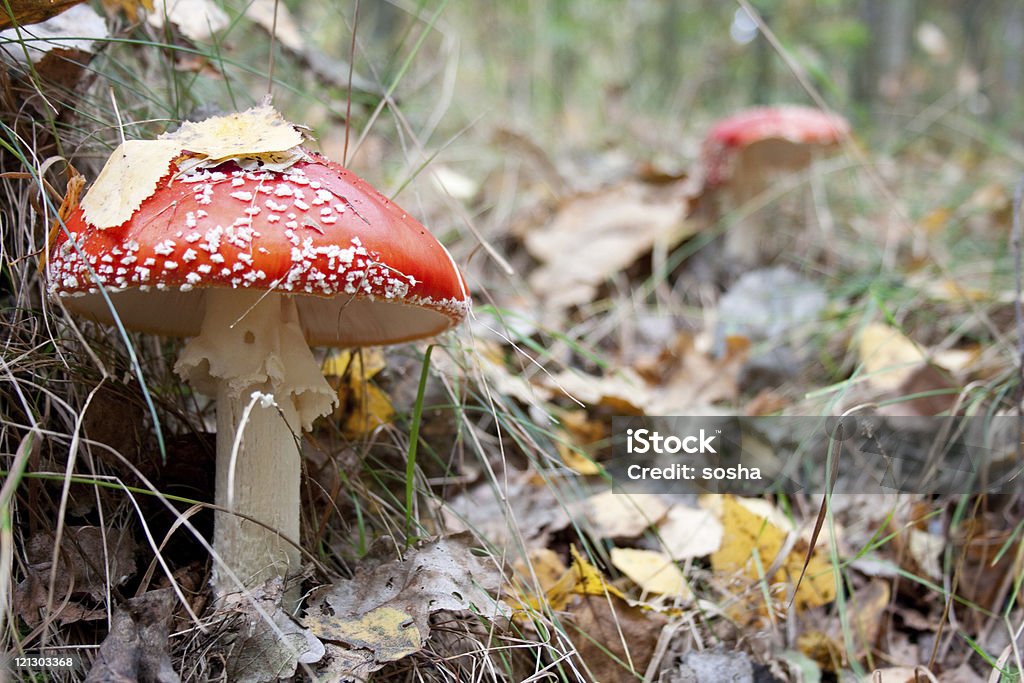 agaric de mouche Champignon - Photo de Amanite tue-mouche libre de droits