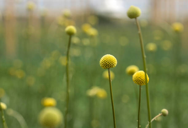 Craspedia globosa ornamental plant - Pycnosorus Globosus