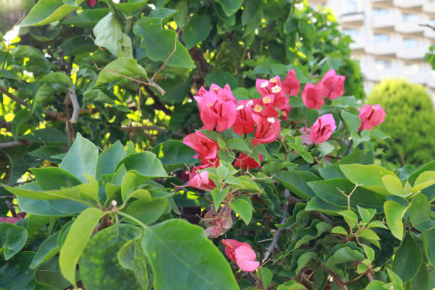 istock Green bush with blooming pink flowers 1213034300