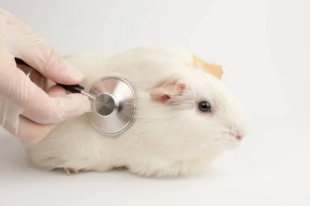 Guinea pig at the vet. Treatment of white guinea pig.