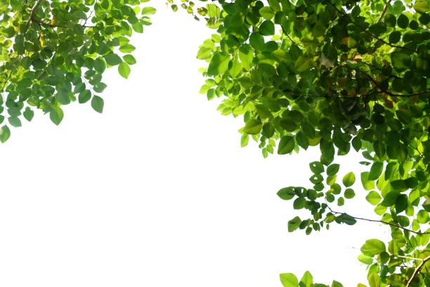 istock Tropical tree leaves with branches and sun light on white isolated background for green foliage backdrop 1213037073