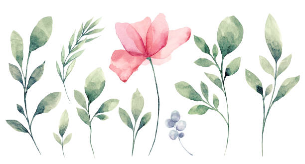 ilustraciones, imágenes clip art, dibujos animados e iconos de stock de conjunto de acuarela flor y hojas verdes - watercolor painting illustrations