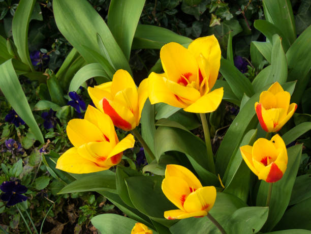 istock Spring flowers in Luxembourg 1213037864