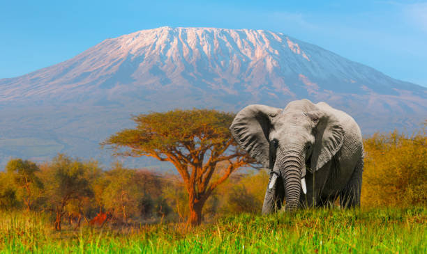 istock Elephant grazing at Amboseli with Kilimanjaro 1213038563