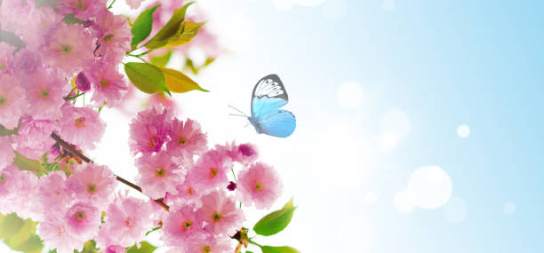 istock Cherry blossoms over nature background. Spring flowers. Spring Background with bokeh. Butterfly. 1213039143