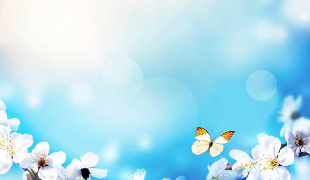 istock Blossom tree over nature background. Spring flowers. Spring Background 1213039222
