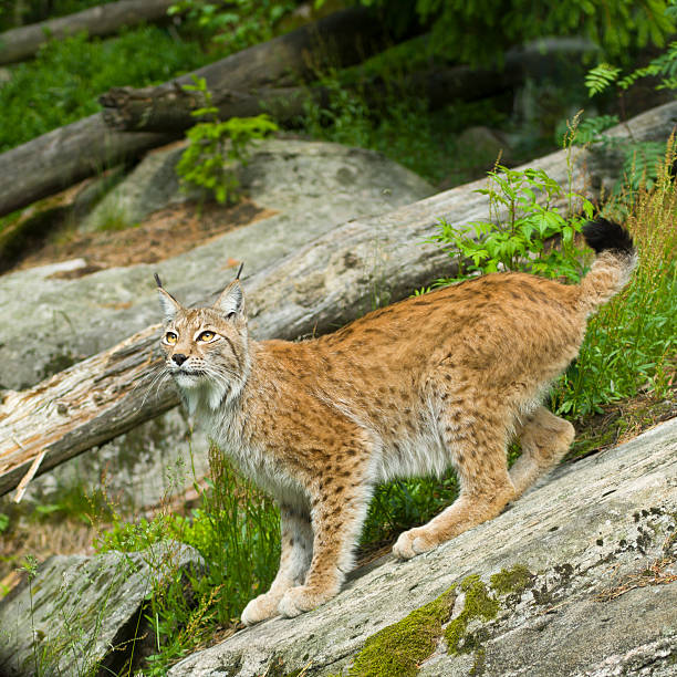 istock Eurasian Lynx standing on a rock with green background 121304063