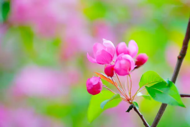 Soft pink crab apple flowers. Blurry background. The garden trees in full bloom. The beauty of the spring season.