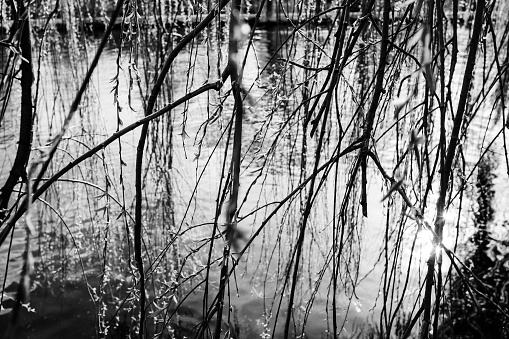 Willow branches in front of water