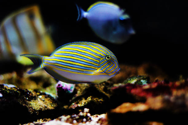 istock Blue banded surgeonfish - Acanthurus lineatus 1213041413