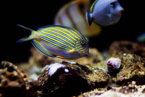 istock Blue banded surgeonfish - Acanthurus lineatus 1213042039
