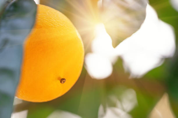 Orange on a branch under the bright sun