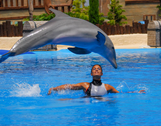 Dolphins on the island of Tenerife, Canary Islands