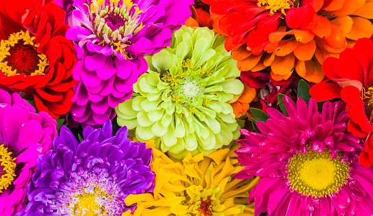 A bouquet of freshly cut, colorful zinnia blossoms at a Cape Cod farmers market.