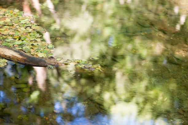 Leaves, trunks and details of an ayedo in autumn