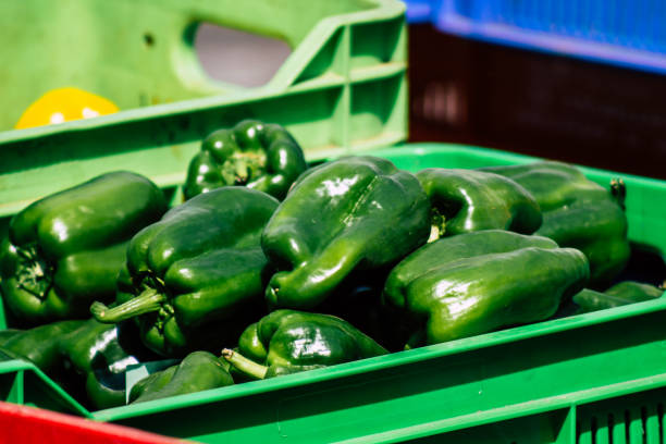 View of various vegetables sold at the market of Limassol in Cyprus