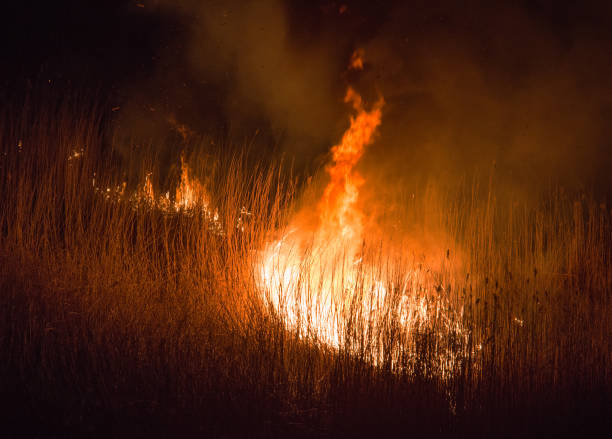 istock burning dry field at night 1213046410