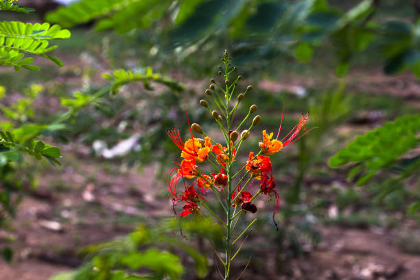 istock Royal poinciana Flower 1213046733
