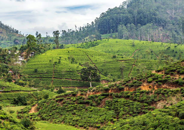 istock Landscape Tea plantations in Sri Lanka 1213049786