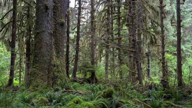istock spruce tree trunks at hoh rainforest in the olympic national park 1213050848