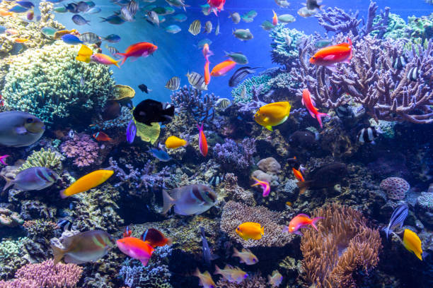 istock colorful tropical fish and coral 1213052156