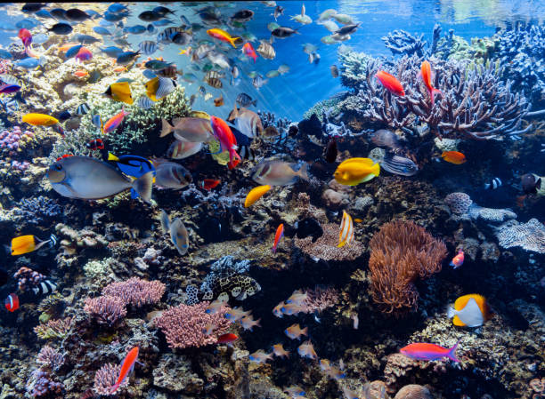 istock colorful tropical fish and coral 1213052208