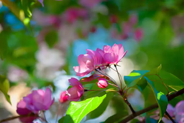 Pink crab apple flowers. Green leaves of a tree, soft background, bright sunshine. Floral beauty of the spring season in the garden.