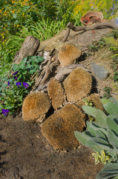 istock Sunflowers without seeds as a garden autumn decor 1213055076