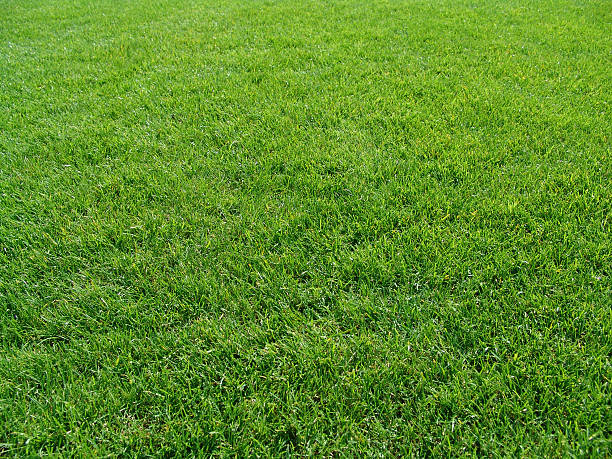 istock A patch of green grass during the day 121305521
