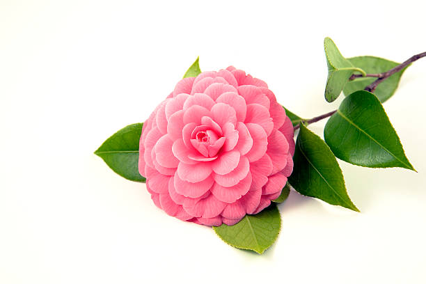 pink camellia  camellia stock pictures, royalty-free photos & images