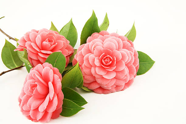 three pink camellia on white background