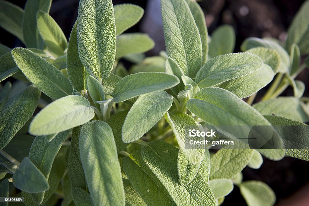 sage - Royalty-free Salva Foto de stock