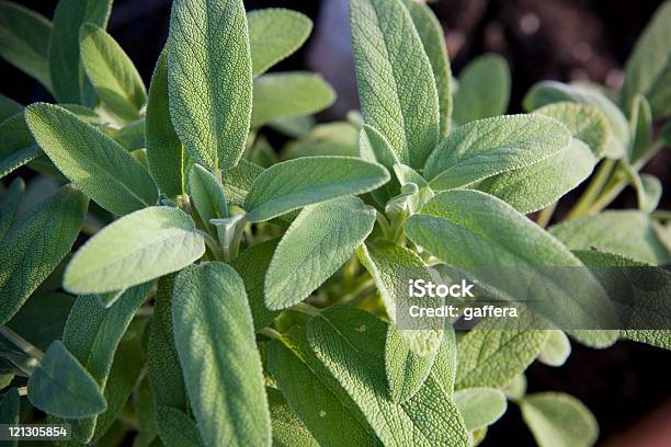 Sage - Fotografias de stock e mais imagens de Salva - Salva, Ao Ar Livre, Cor verde