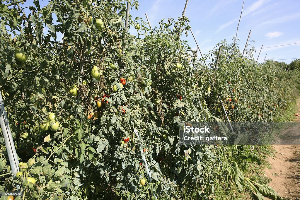 Plantação de tomate - Foto de stock de Agricultura royalty-free