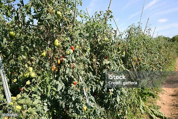 Foto de Plantação De Tomate e mais fotos de stock de Agricultura - Agricultura, Alimentação Saudável, Arbusto