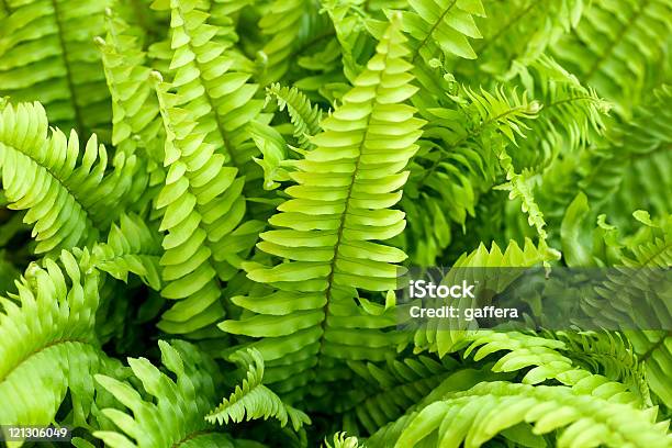 Foto de Closeup De Cultivados Fundo Verdesamambaia e mais fotos de stock de Cultivado - Cultivado, Flora, Folha