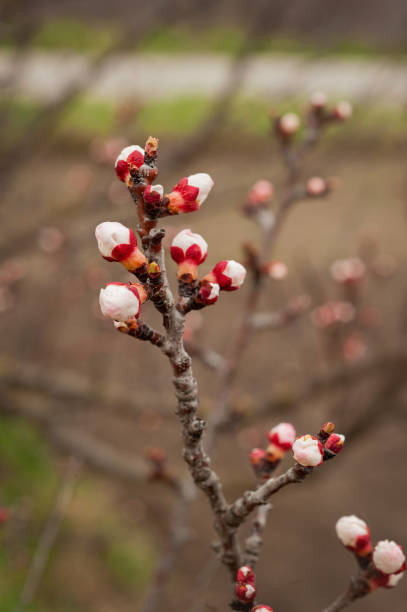 istock Spring blossom background. Beautiful nature scene with blooming tree and sun flare. Spring flowers. 1213061720
